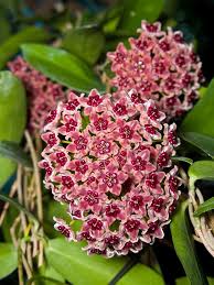 Burgundy Hoya Flower Seeds for Planting | Heirloom Non-GMO Organic Garden Seeds