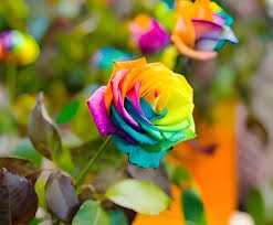 Rainbow Rose Flower Seeds – Wildflower Mix, Heirloom, Non-GMO & High Germination Organic Garden Seeds