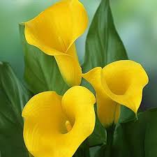 Yellow Calla Flower Seeds for Planting – Heirloom, Non-GMO, High Germination Organic Garden Seeds