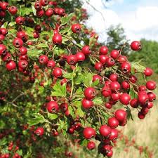 English Hawthorn Fruit Seeds for Planting – Heirloom, Non-GMO for Hardy Tropical Garden Trees