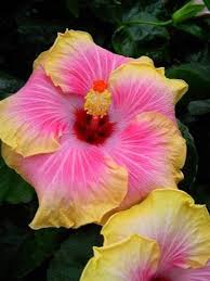 Pink Yellow Hibiscus Flower Seeds for Planting | Heirloom Non-GMO High Germination Organic Garden Seeds