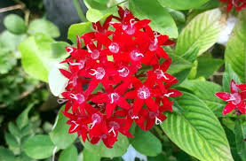 Heirloom Pentas Lanceolata Flower Seeds for Planting – Long Bloom Season, Non-GMO, High Germination Organic Garden Seeds