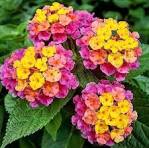 Mixed Lantana Camara Flower Seeds for Planting – Garden Favorite, Heirloom, Non-GMO & Organic Garden Seeds