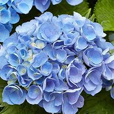 Sky Blue Green Geranium Flower Seeds  for Planting - Hardy Variety, Heirloom & GMO Free Seeds for Home Garden
