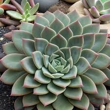 Green Dudleya Plant Seeds for Planting – Heirloom Non-GMO, High Germination Organic Garden Seeds