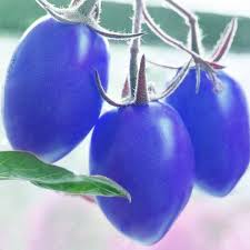 Tomato Seeds for Planting - Sky Blue Heirloom, Non-GMO, Rare High Germination Organic Garden Seeds