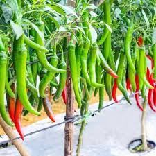 Green Red Chili flower seeds for planting - Heirloom &amp; Non-GMO Garden Seeds