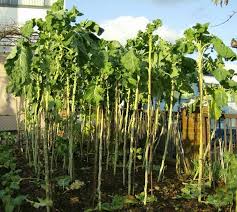 Walking Stick Kale Seeds for Planting – Heirloom Non-GMO Organic Garden Seeds – Tall Stems & Nutritious Leafy Greens