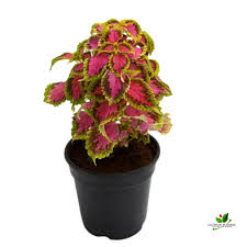 Pink Coleus Flower Seeds – Heirloom Non-GMO Organic Garden Seeds for Planting – High Germination Ornamental Foliage