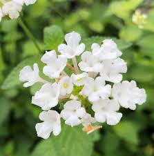 White Lantana Flower Seeds for Planting – Heirloom Non-GMO Organic Garden Seeds – Hardy Variety, High Germination