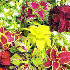 Mixed Coleus Flower Seeds for Planting – Heirloom, Non-GMO, High Germination, Pollinator-Friendly Garden Seeds