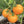 Big Tomato Seeds for Planting - dark yellow heirloom & non-GMO seeds for bold fruit production
