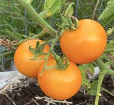 Big Tomato Seeds for Planting - dark yellow heirloom & non-GMO seeds for bold fruit production