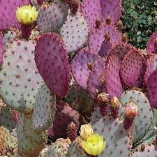 Flower Seeds, Seeds,Seeds For Planting,Plant Seeds