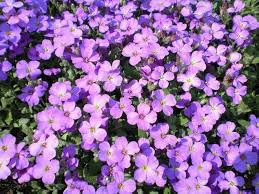 Purple Rock Cress Flower Seeds for Planting – Heirloom, Non-GMO, Drought Tolerant Organic Garden Seeds