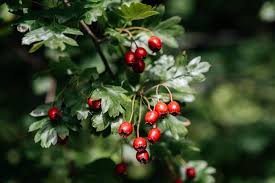 English Hawthorn Fruit Seeds for Planting – Heirloom, Non-GMO for Hardy Tropical Garden Trees