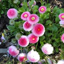 Pink Bellis Flower Seeds for Planting – Heirloom, Non-GMO, Premium Organic Garden Seeds
