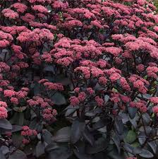 Pink Telephium Flower Seeds for Planting – Heirloom, Non-GMO, Garden Favorite Organic Garden Seeds