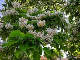 White Catalpa Flower Seeds for Planting – Heirloom, Non-GMO, High Germination Organic Garden Seeds