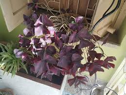 Oxalis Shamrock Flower Seeds for Planting – Wildflower Mix, Heirloom, Non-GMO, Organic Garden Seeds