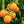Big Tomato Seeds for Planting - dark yellow heirloom & non-GMO seeds for bold fruit production