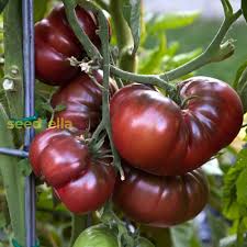 Big Tomato Seeds for Planting – Brown Heirloom, Non-GMO, High Germination Organic Garden Seeds for Classic Large Fruit