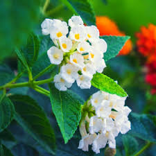 White Lantana Flower Seeds for Planting – Heirloom Non-GMO Organic Garden Seeds – Hardy Variety, High Germination