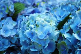 Sky Blue Green Geranium Flower Seeds  for Planting - Hardy Variety, Heirloom & GMO Free Seeds for Home Garden