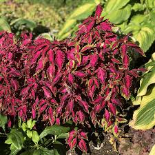 Pink Coleus Flower Seeds – Heirloom Non-GMO Organic Garden Seeds for Planting – High Germination Ornamental Foliage