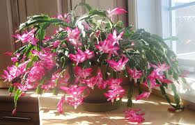 Heirloom Balcony Potted Schlumbergera Flower Seeds – Non-GMO, Long Bloom, High Germination Organic Garden Seeds
