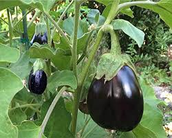 Futaba Giant Black Eggplant Seeds for Planting – Heirloom Non-GMO Organic Garden Seeds – Glossy, Flavorful Variety