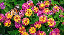 Mixed Lantana Camara Flower Seeds for Planting – Garden Favorite, Heirloom, Non-GMO & Organic Garden Seeds