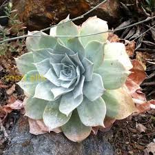 Green Dudleya Plant Seeds for Planting – Heirloom Non-GMO, High Germination Organic Garden Seeds