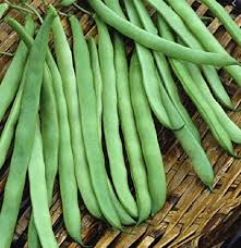 Missouri Wonder Pole Bean Seeds for Planting – Heirloom Non-GMO Climbing Variety