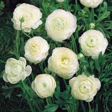 White Ranunculus Flower Seeds for Planting – Premium Quality Heirloom Non-GMO Organic Garden Seeds