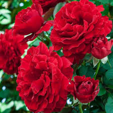 Red Climbing Rose Flower Seeds for Planting | Heirloom Non-GMO High Germination Organic Garden Seeds