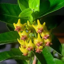 Yellow Maroon Hoya Carnosa Flower Seeds for Planting – Heirloom, Non-GMO, High Germination