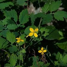 Chelidonium Majus Flower Seeds for Planting – Heirloom, Non-GMO, Fragrant Blossoms Organic Garden Seeds