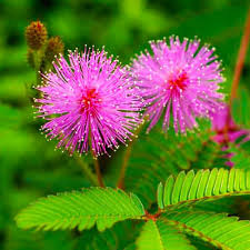 Heirloom Mimosa Flower Seeds – Non-GMO, High Germination Organic Garden Seeds