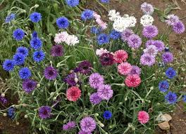 Cornflower Polka Dot Flower Seeds for Planting - Heirloom, Non-GMO, Long Bloom Organic Garden Seeds