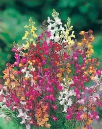 Toadflax Flower Seeds for Planting – Shade Tolerant, Heirloom & Non-GMO Seeds