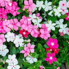 Heirloom Vinca Flower Seeds for Planting – Non-GMO, High Germination Organic Garden Seeds