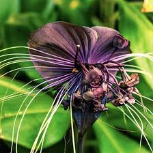 Tacca Nivea Bat Flower Seeds for Planting - Heirloom, Non-GMO, High Germination Organic Garden Seeds