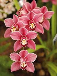 Cymbidium Faberi Flower Seeds for Planting – Heirloom, Non-GMO, Easy to Grow Organic Garden Seeds