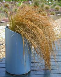 Carex Comans Flower Seeds for Planting - Easy to Grow, Heirloom, Non-GMO & High Germination Garden Seeds