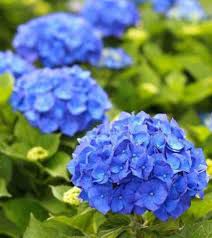 Deep Blue Hydrangea Flower Seeds for Planting – Heirloom, Non-GMO Premium Quality Organic Garden Seeds