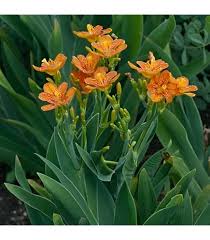 Belamcanda Flower Seeds for Planting – Heirloom, Non-GMO, Hardy Variety Organic Garden Seeds