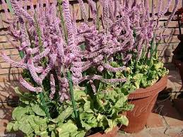 Heirloom Suworowii Flower Seeds – Non-GMO, High Germination Organic Garden Seeds