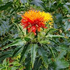 Safflower Flower Seeds for Planting – Heirloom, Non-GMO, Colorful Display High Germination Seeds
