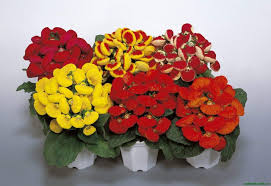 Slipper Flower Seeds for Planting – Vibrant Colors, Heirloom, Non-GMO, High Germination Organic Garden Seeds